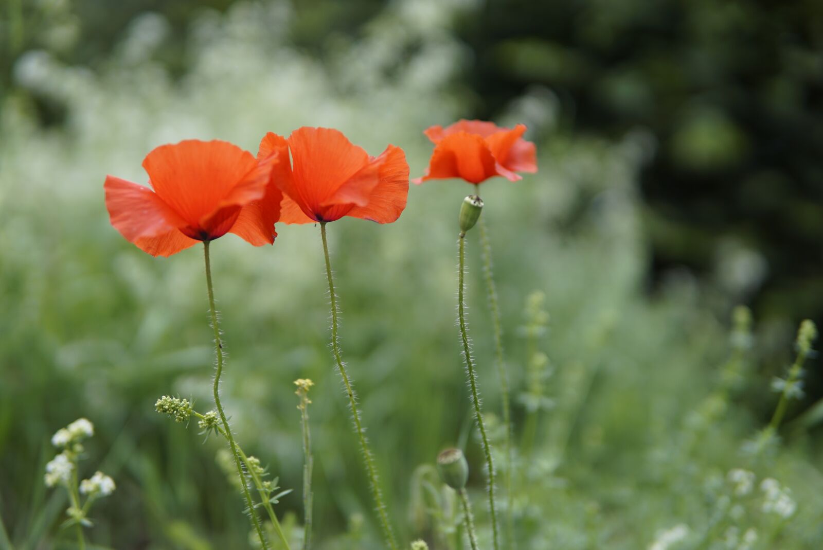 30mm F1.4 DC DN | Contemporary 016 sample photo. Poppy, klatschmohn, bud photography