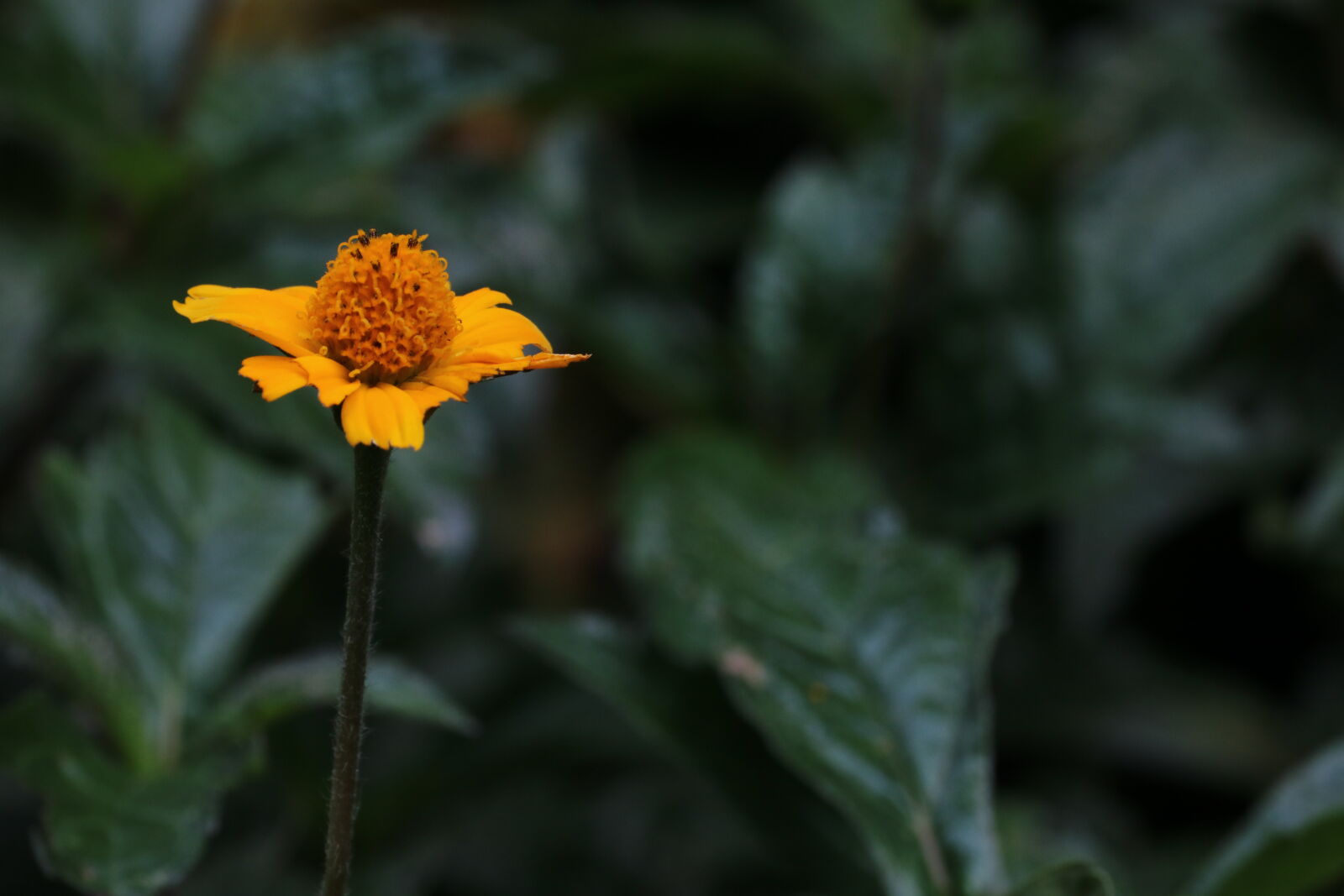 Canon EOS 750D (EOS Rebel T6i / EOS Kiss X8i) sample photo. Beautiful, flowers photography