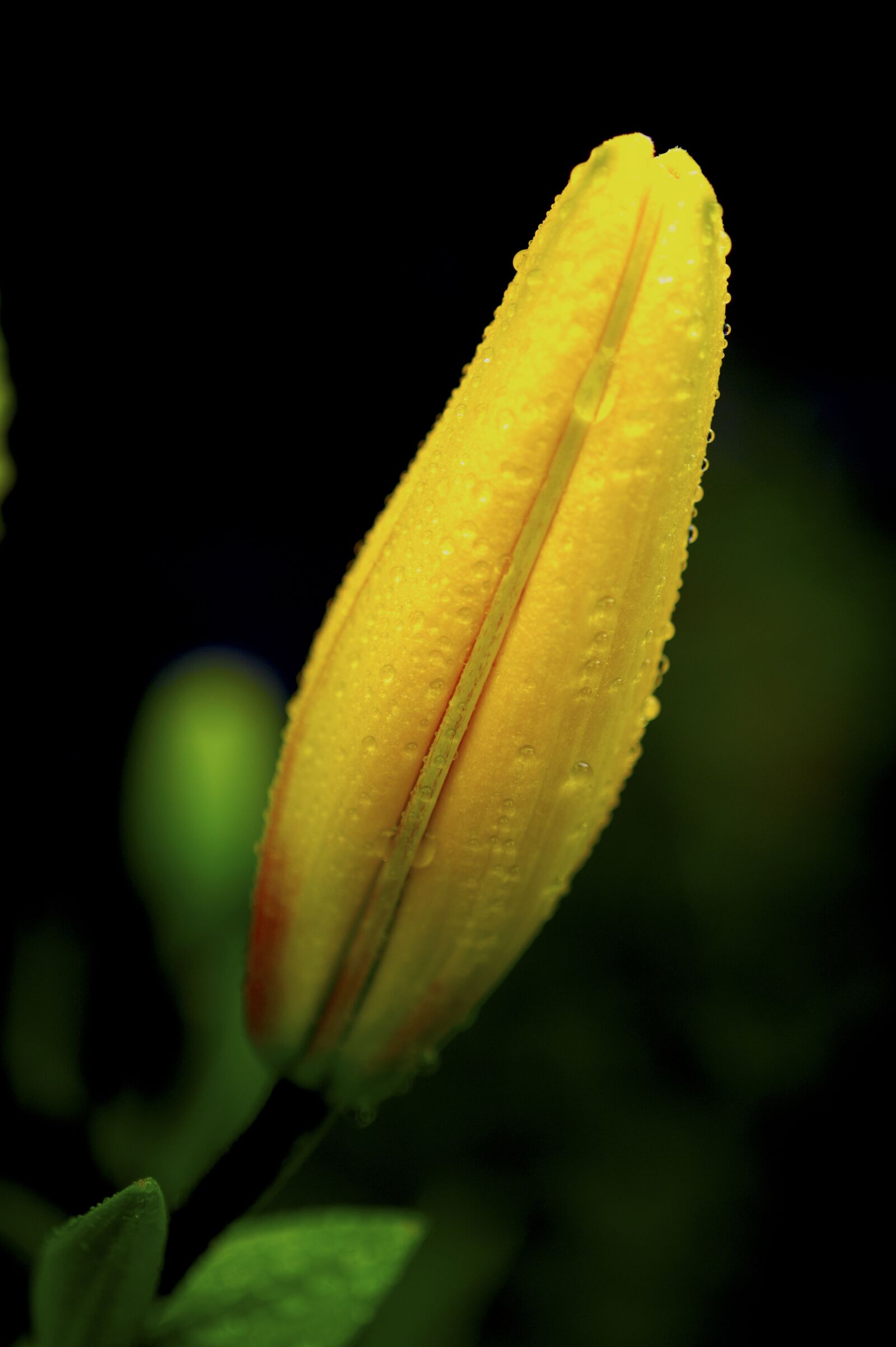 Nikon D3S sample photo. Cone and, flower horn photography