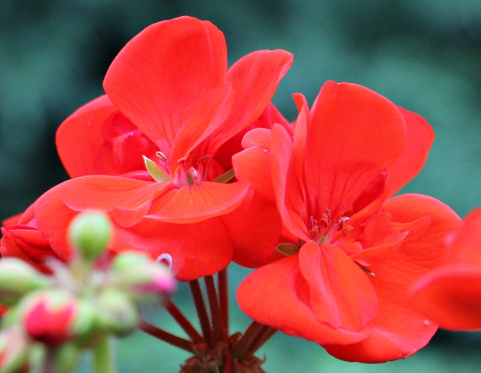 Canon EOS 550D (EOS Rebel T2i / EOS Kiss X4) sample photo. Geranium, red, blossom photography