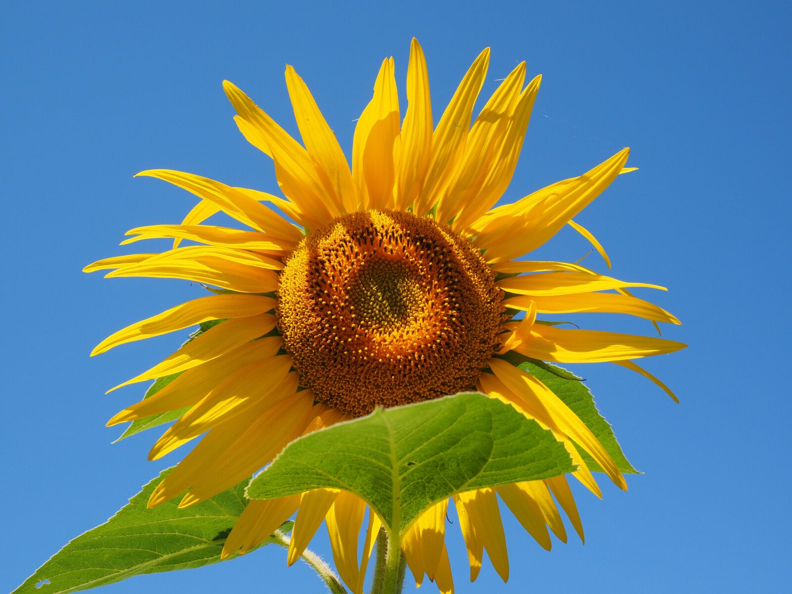 Olympus OM-D E-M1 + Olympus M.Zuiko Digital ED 12-40mm F2.8 Pro sample photo. Sunflower, inflorescence, flower basket photography