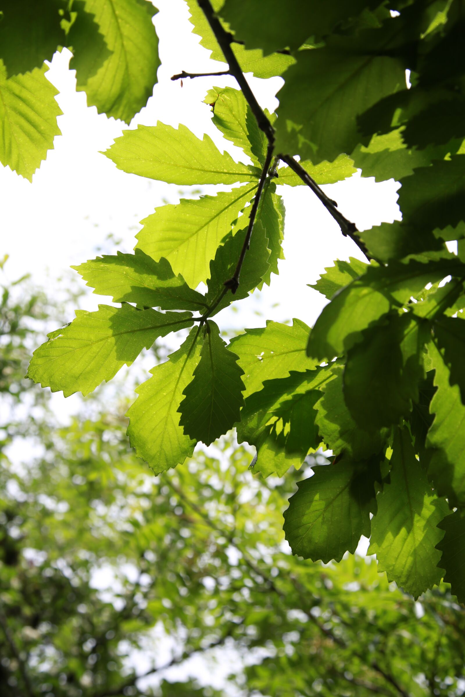 Canon EOS 6D + Canon EF 24-105mm F4L IS USM sample photo. The leaves, nature, green photography