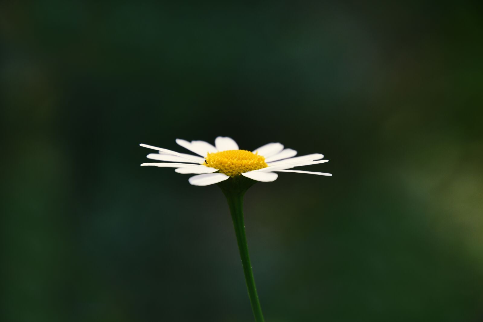 Nikon D7500 sample photo. Chamomile, herb, healthy photography