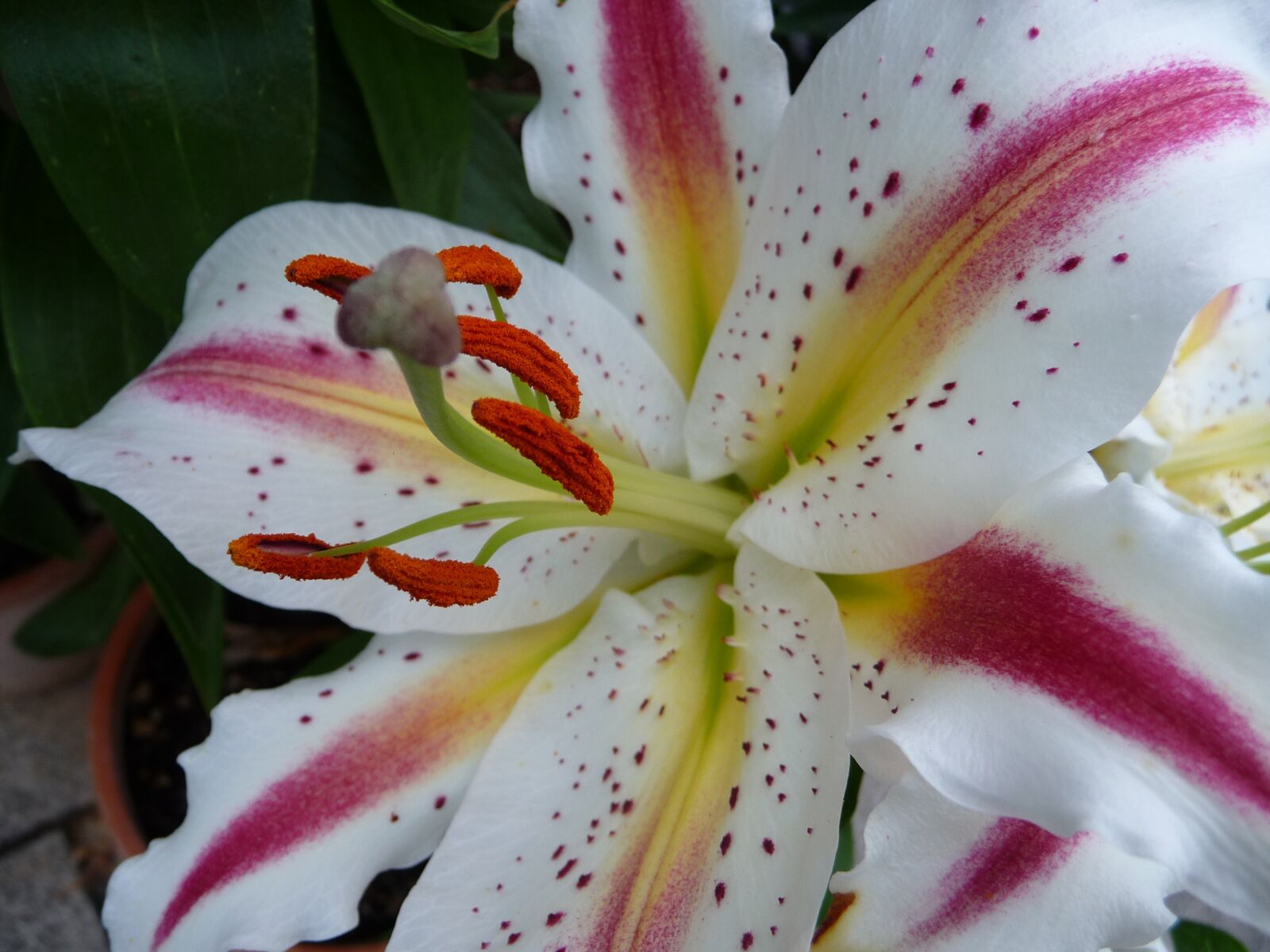 Panasonic Lumix DMC-TZ5 sample photo. Flower, close up, plant photography