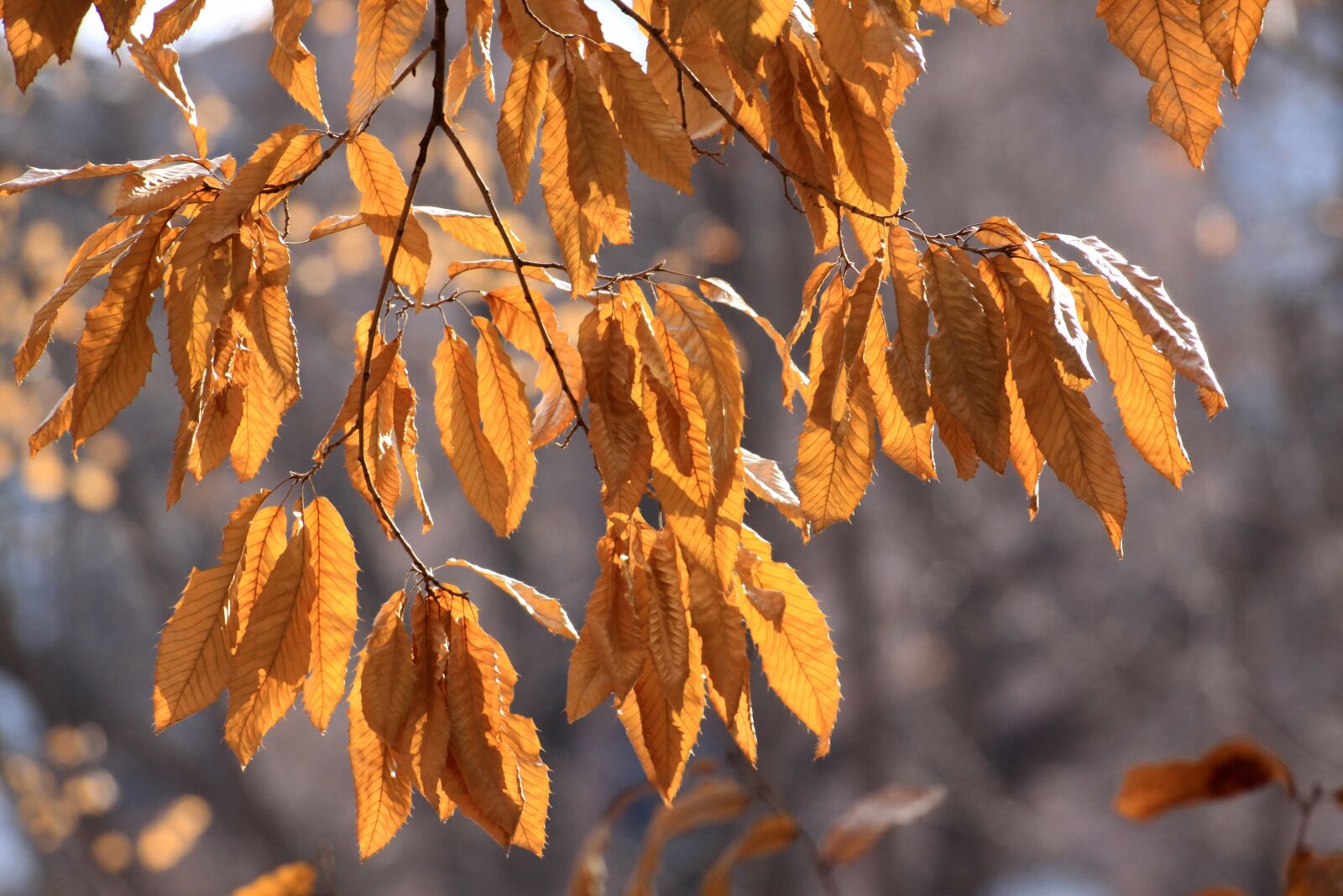 Canon EOS 50D sample photo. Wood, the leaves, autumn photography