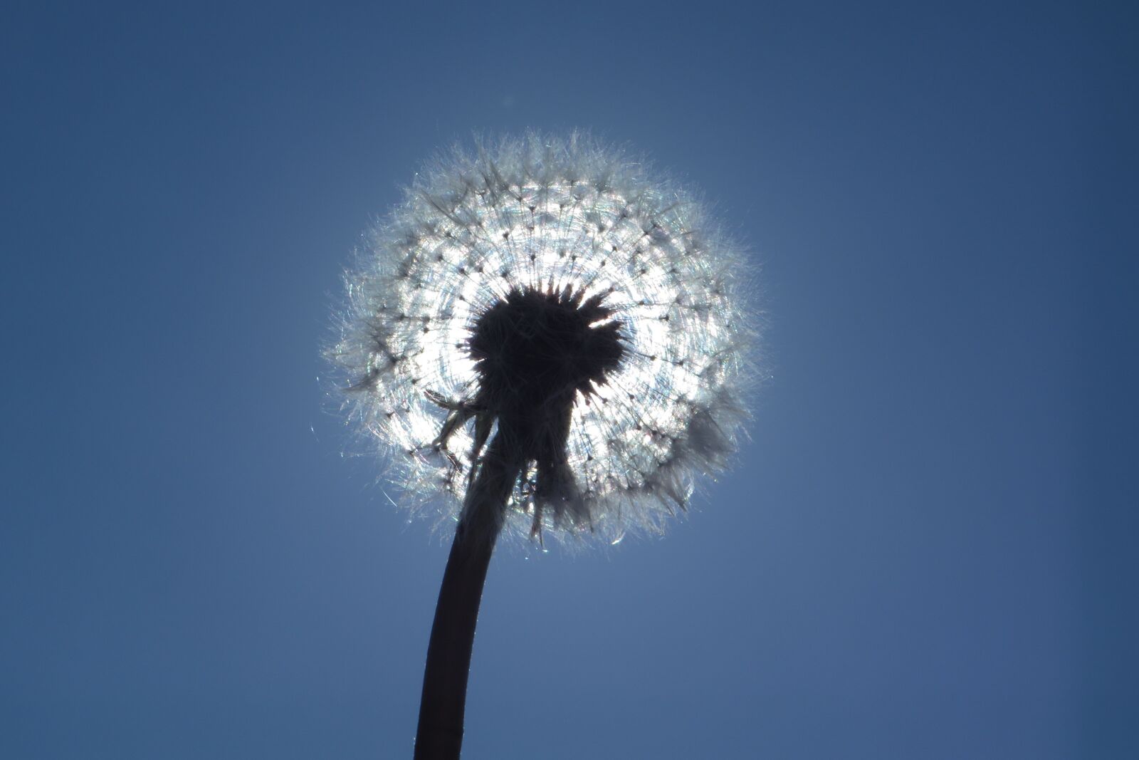 Canon PowerShot SX270 HS sample photo. Dandelion, sky, nature photography
