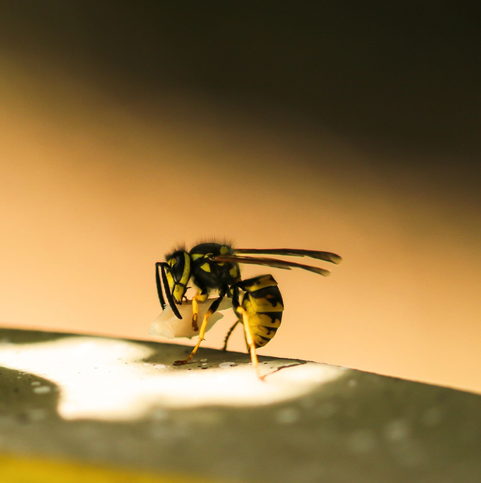 Canon EOS 70D sample photo. Animal world, insect, wasp photography