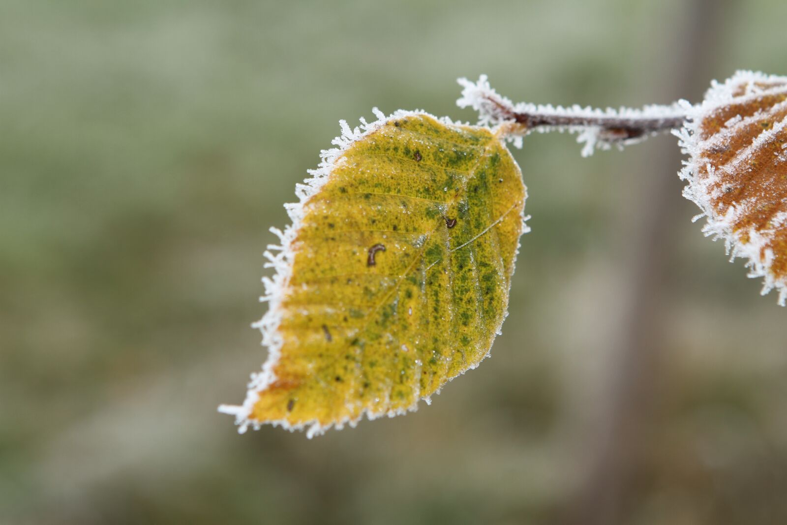 Canon EOS 7D sample photo. Frost, beech leaf, leaf photography