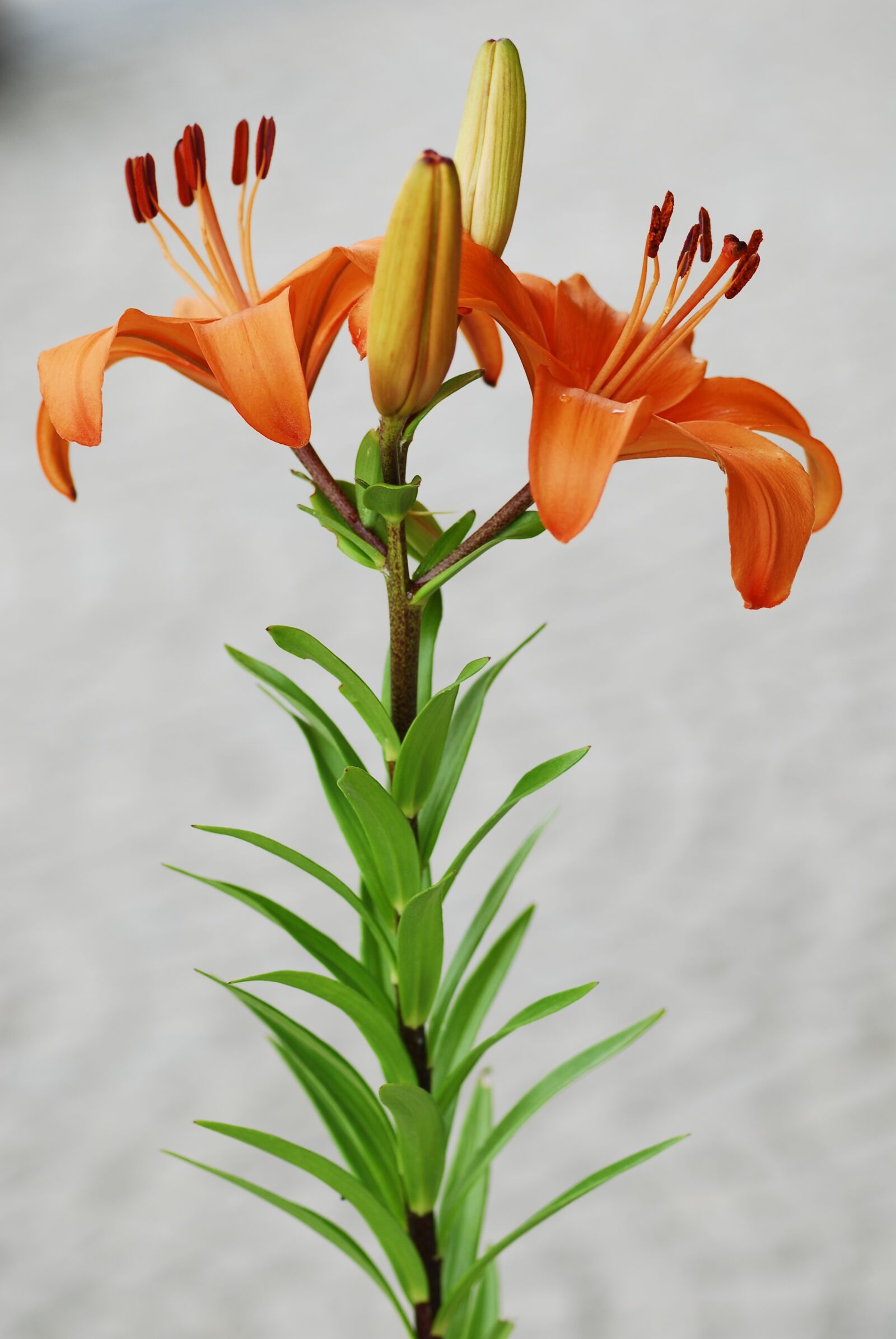 Nikon D200 sample photo. Flower, nature, plant photography