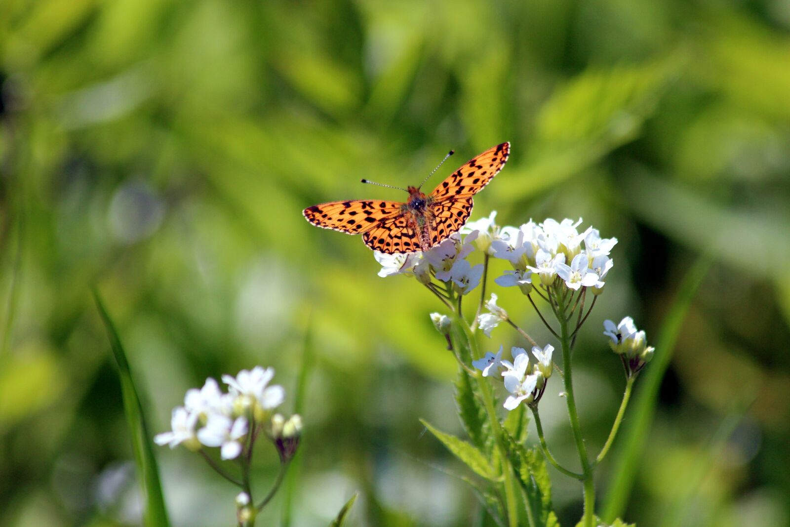 Canon EOS 650D (EOS Rebel T4i / EOS Kiss X6i) sample photo. Butterfly, flower, redhead photography