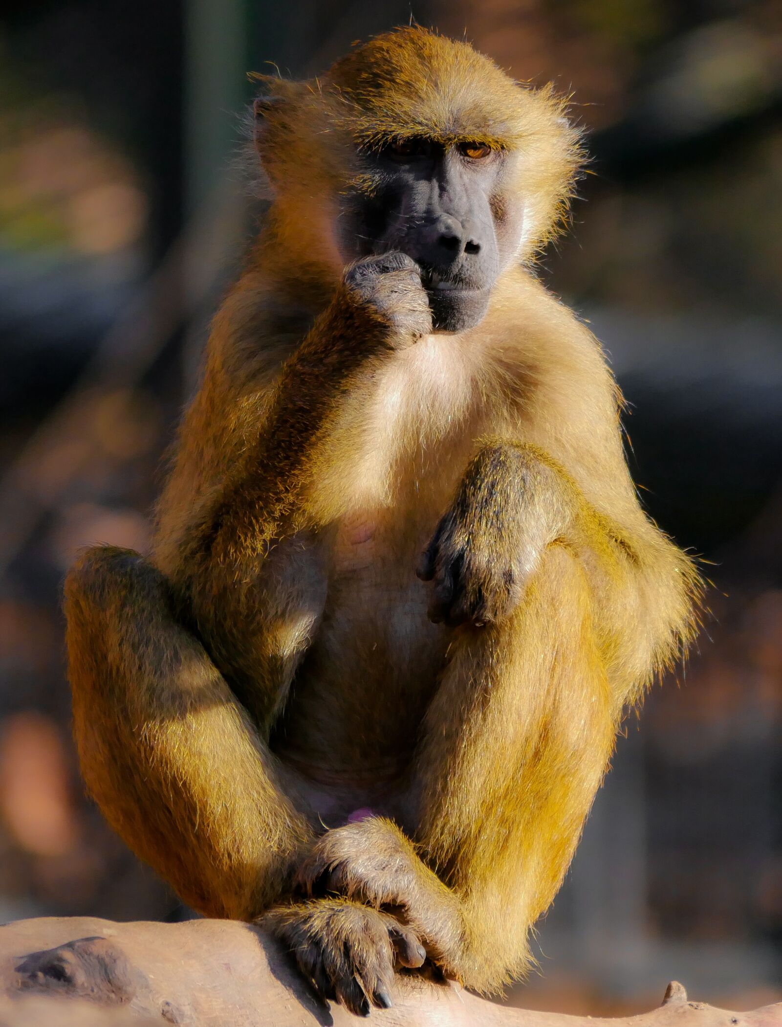 Panasonic DMC-G70 sample photo. Animal, monkey, barbary ape photography