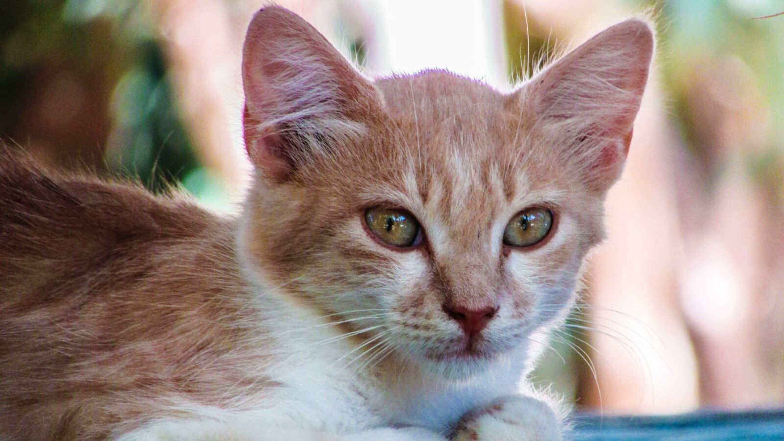 Canon PowerShot SX400 IS sample photo. Cat, stray, face photography