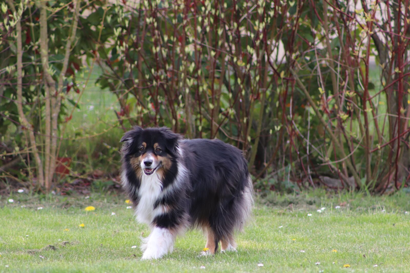 Canon EOS 800D (EOS Rebel T7i / EOS Kiss X9i) sample photo. Australian shepherd, berger, race photography