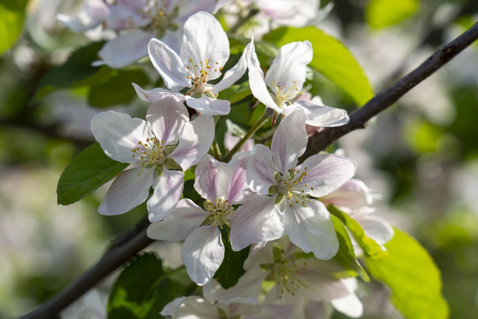 Sony FE 24-105mm F4 G OSS sample photo. Apple tree, tree, flowering photography