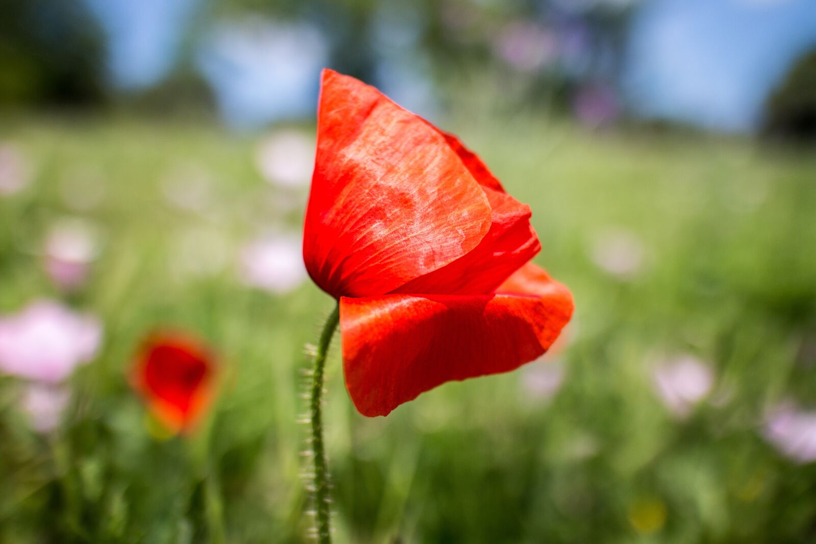 Canon EOS M + Canon EF-M 22mm F2 STM sample photo. Poppy, nature, flower photography
