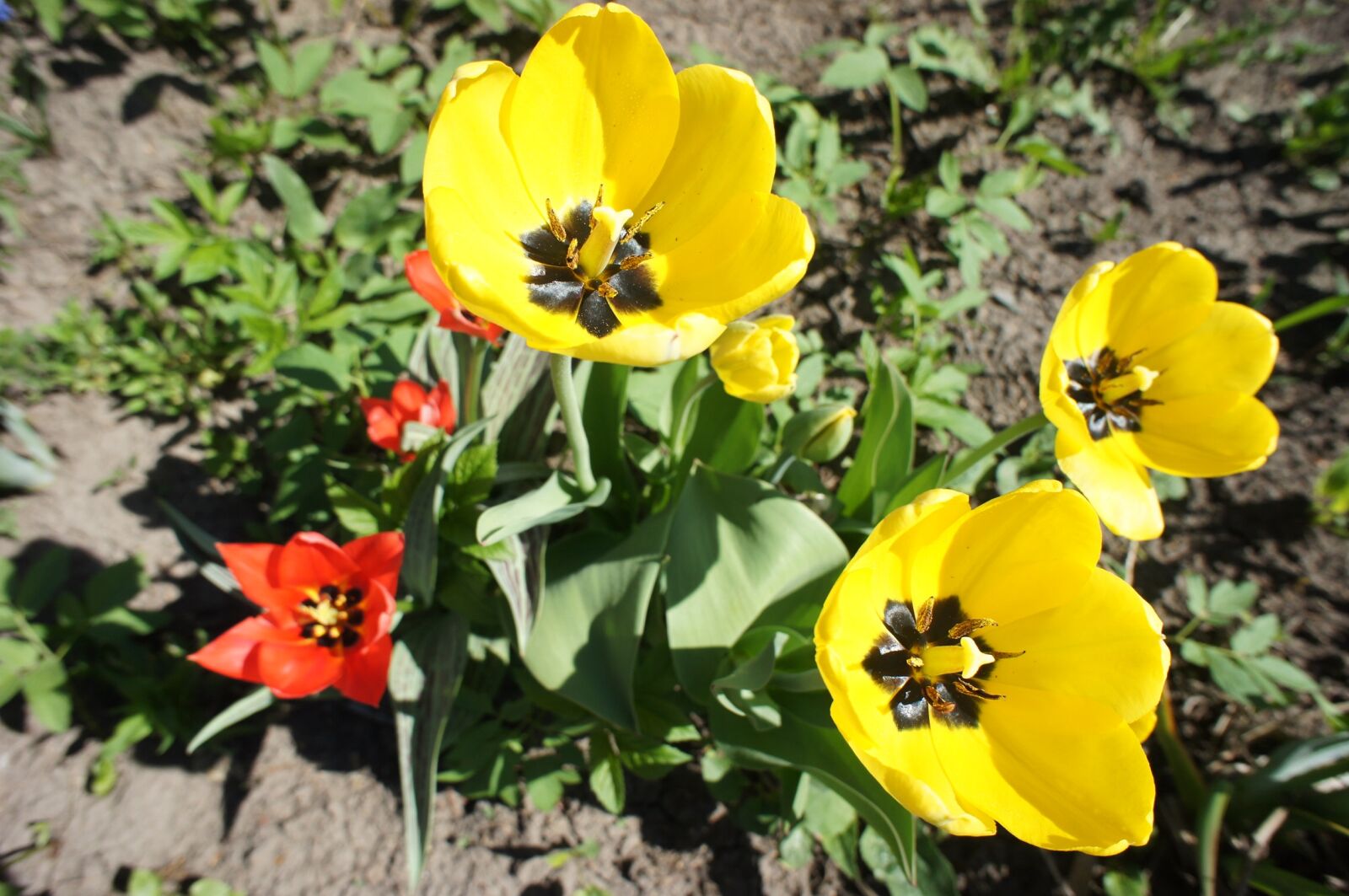 Sony Alpha NEX-5 + Sony E 16mm F2.8 sample photo. Tulips, flowers, garden photography