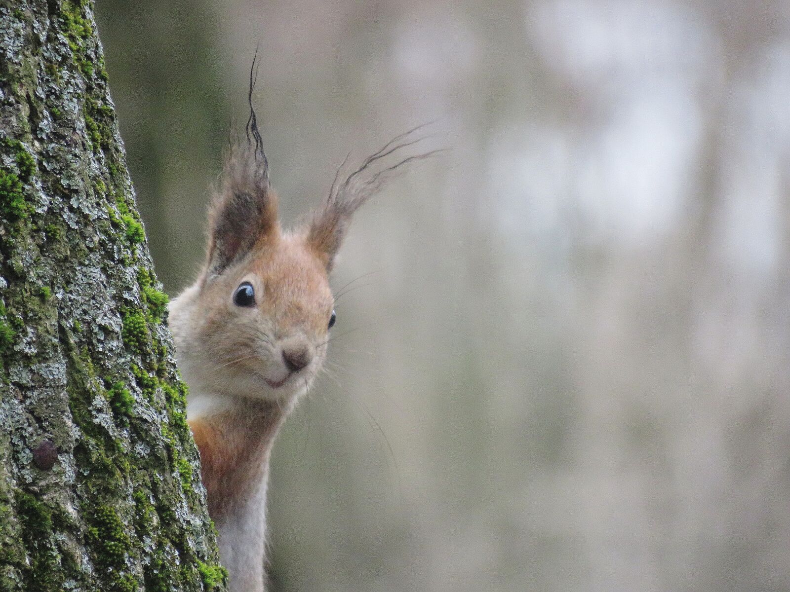 Canon PowerShot SX60 HS sample photo. Nature, living nature, mammals photography