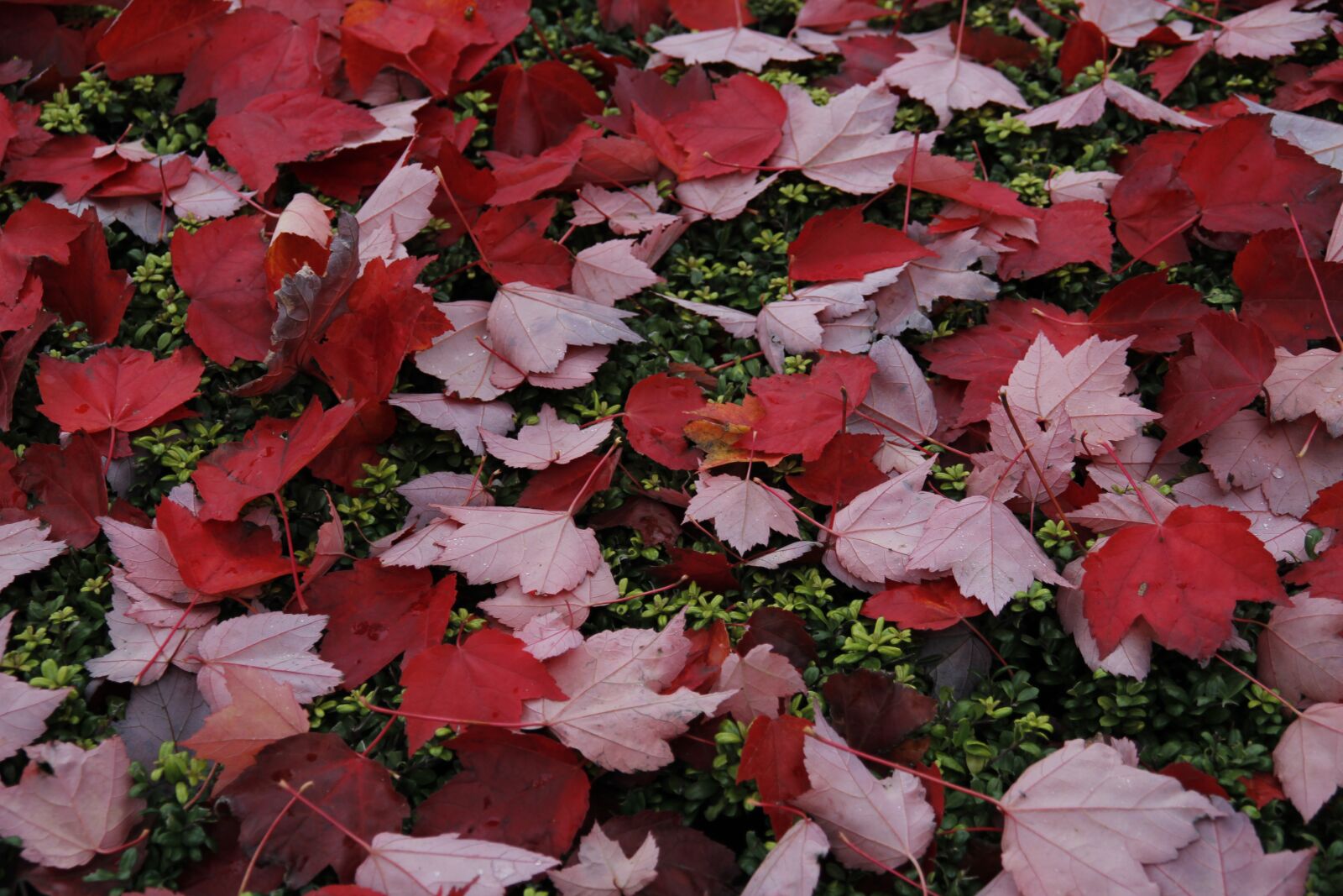 Canon EOS 1200D (EOS Rebel T5 / EOS Kiss X70 / EOS Hi) sample photo. Fall, leaves, autumn photography
