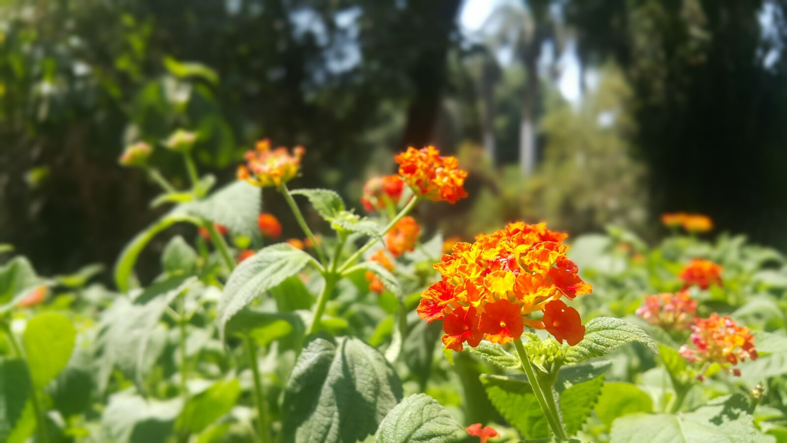 Samsung Galaxy Note4 sample photo. Orange, flower, plant photography