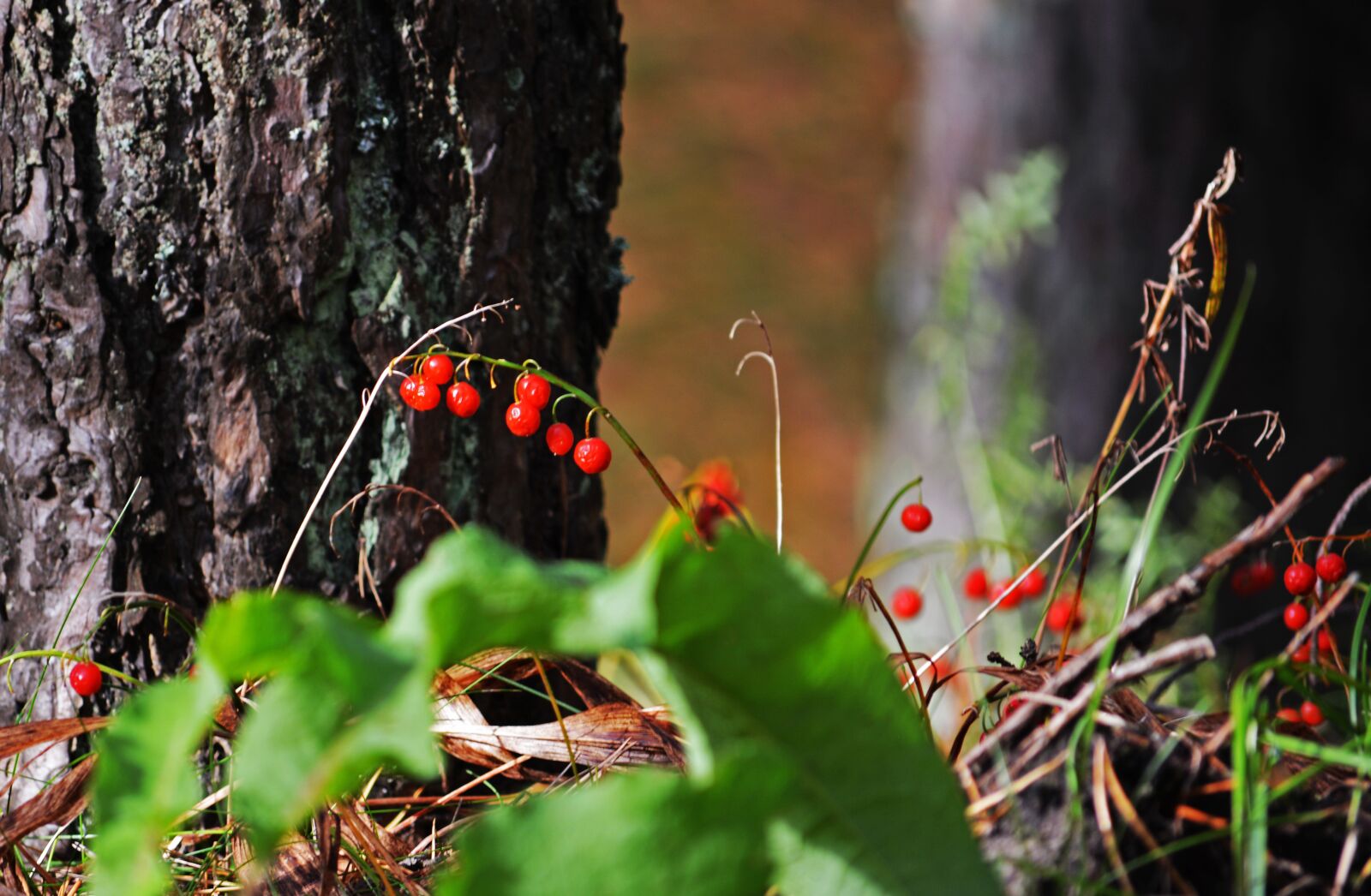 Nikon D5200 sample photo. Nature, autumn, berries photography