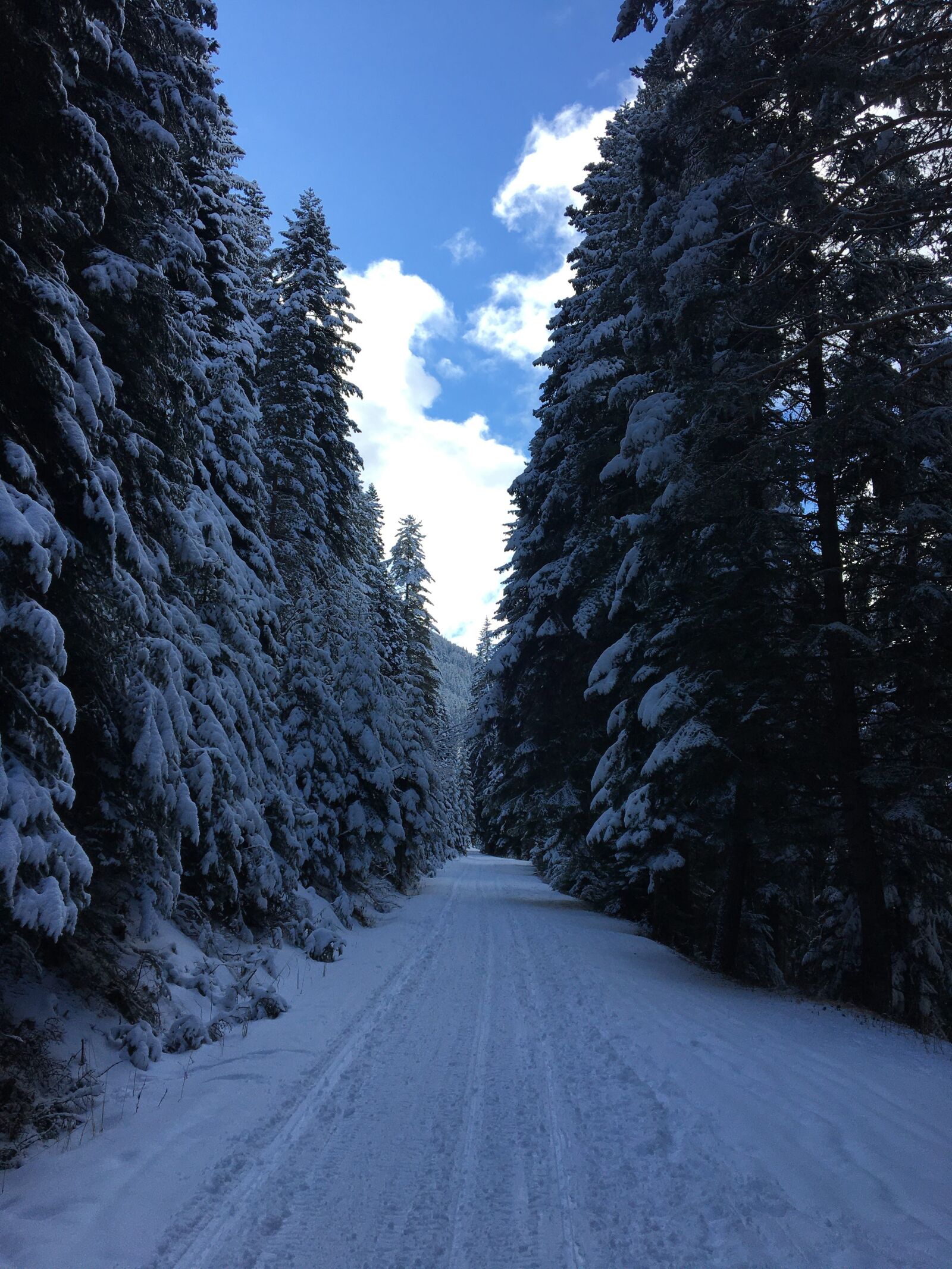Apple iPhone 6s sample photo. Bansko, pirin, forest photography