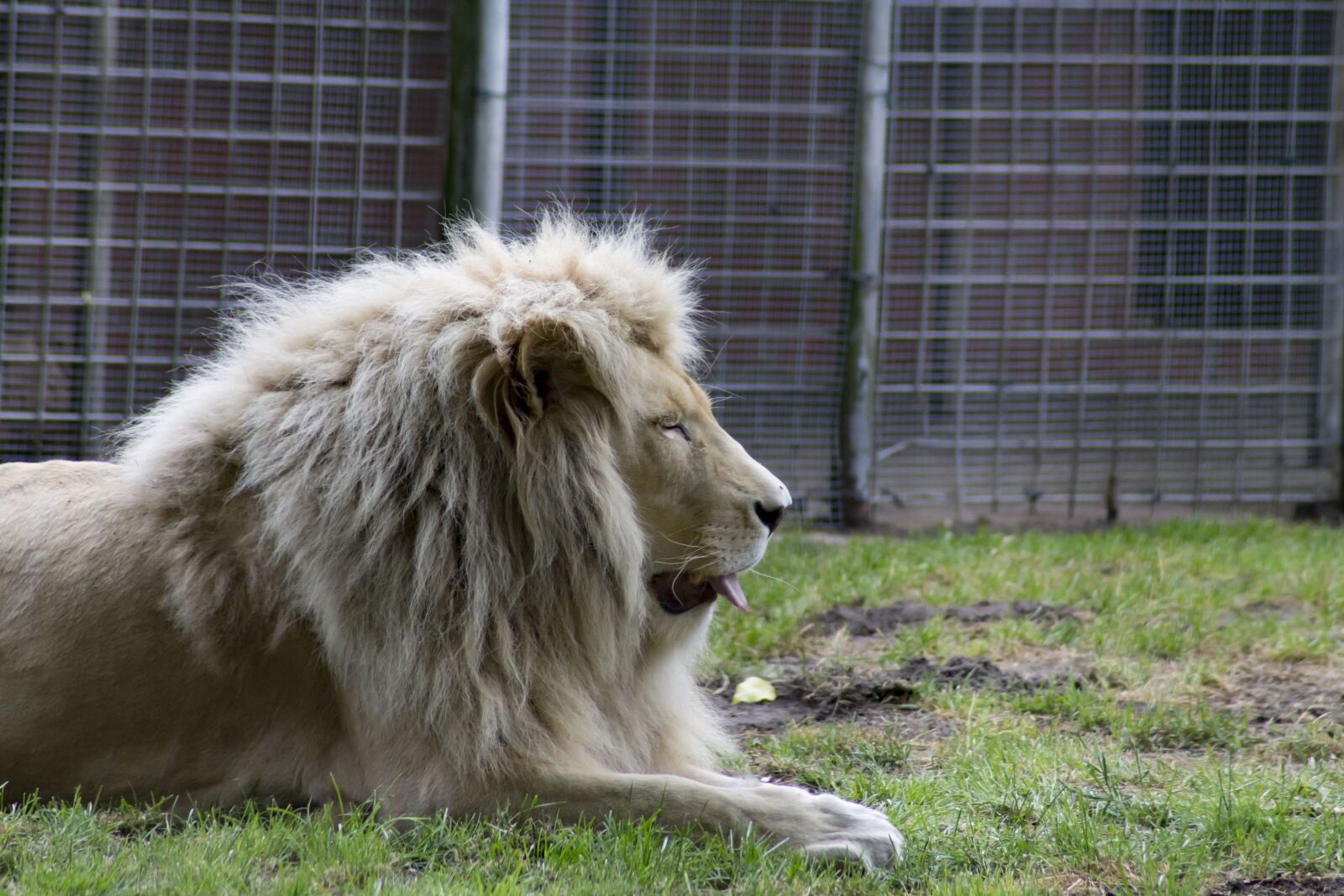 Canon EOS 1100D (EOS Rebel T3 / EOS Kiss X50) sample photo. Lion, tongue, animal world photography