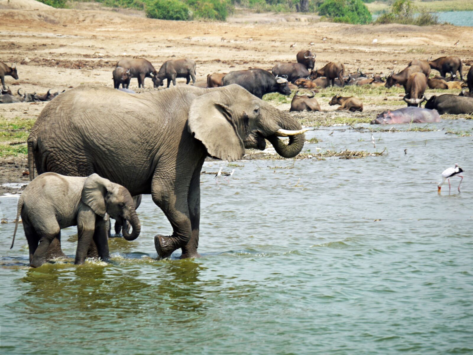 Panasonic Lumix DMC-G1 sample photo. Elephant, uganda, joy photography