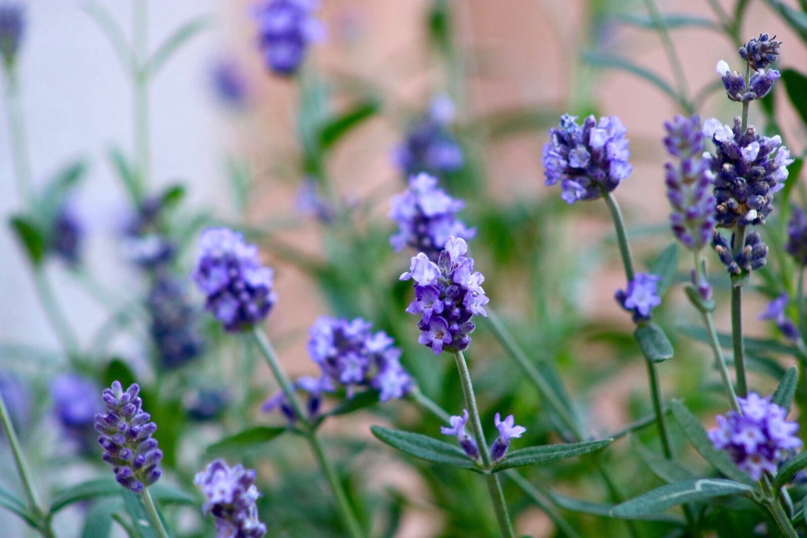 Canon EOS 750D (EOS Rebel T6i / EOS Kiss X8i) sample photo. Lavender, summer, flowers photography