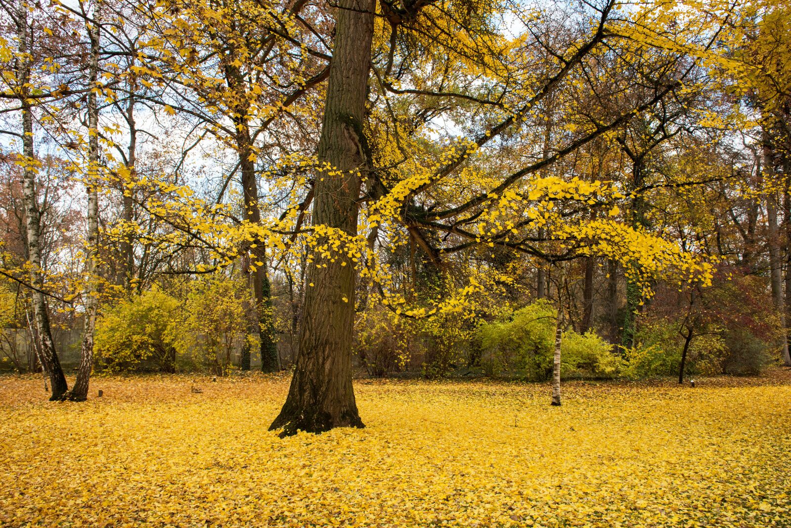 Nikon D810 sample photo. Palace, autumn, leaves photography