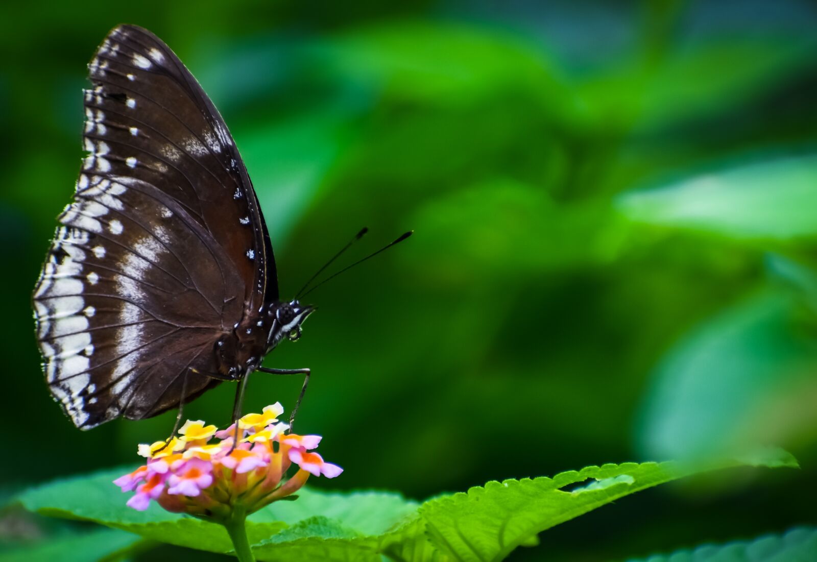 Nikon D5600 sample photo. Butterfly, nature, wild photography