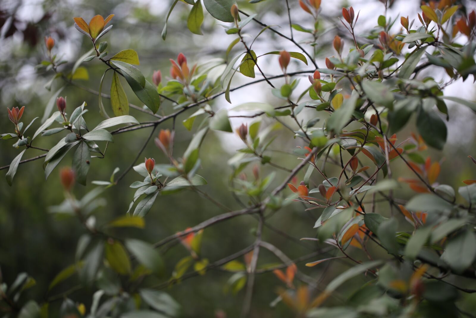 Canon EF 100mm F2.8L Macro IS USM sample photo. Greenery, spring, flag photography