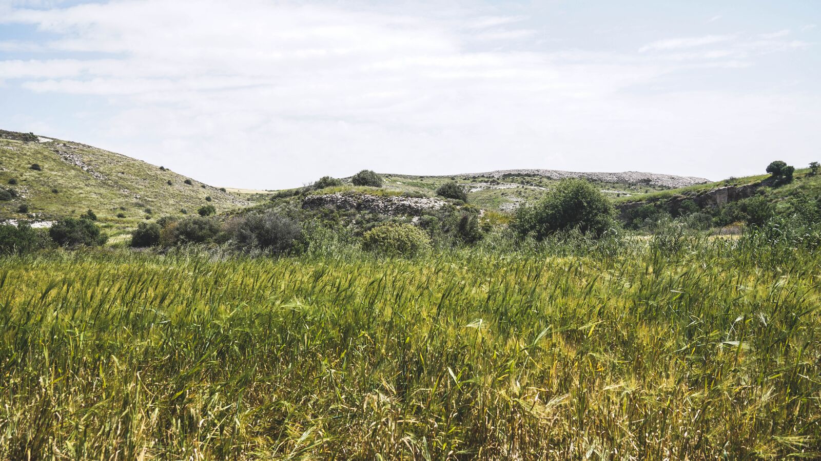 Sony a6000 + Sony Vario-Tessar T* E 16-70mm F4 ZA OSS sample photo. Cyprus, nature, grass photography