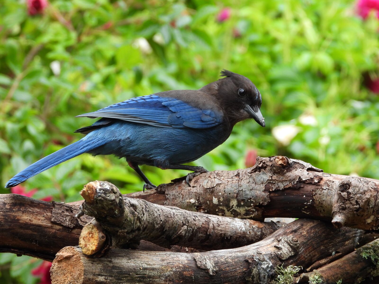 Nikon Coolpix P1000 sample photo. Bird, jay, blue photography
