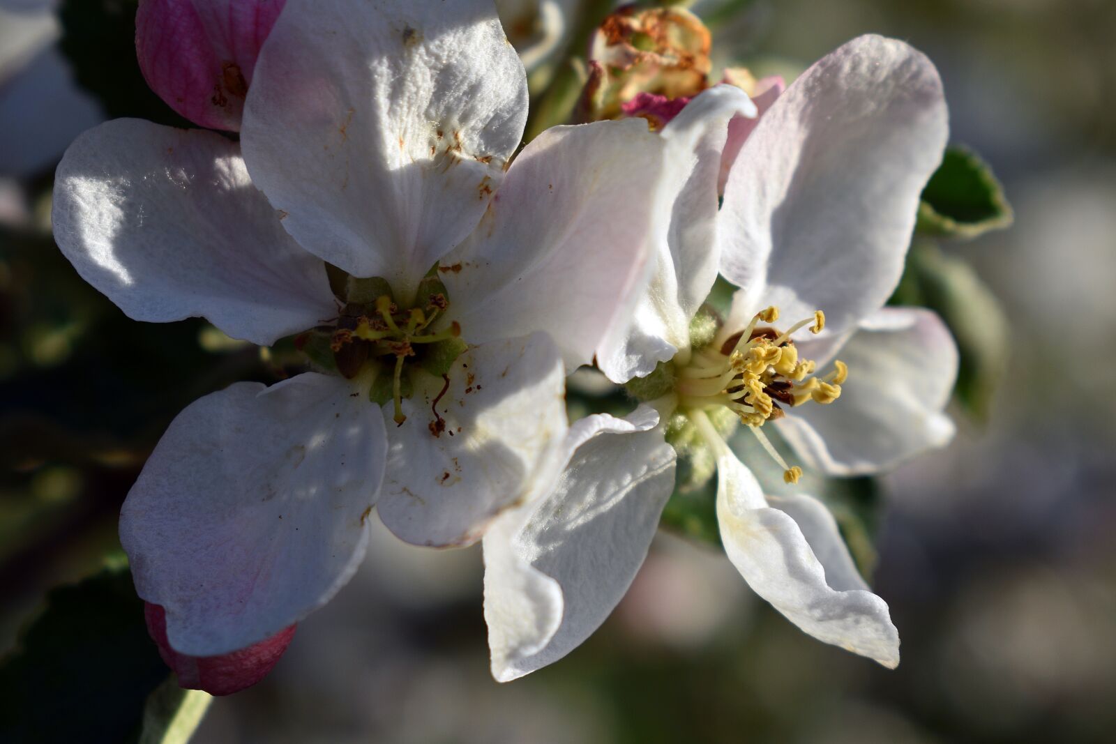 Nikon D3400 sample photo. Flowers, flower, apple photography