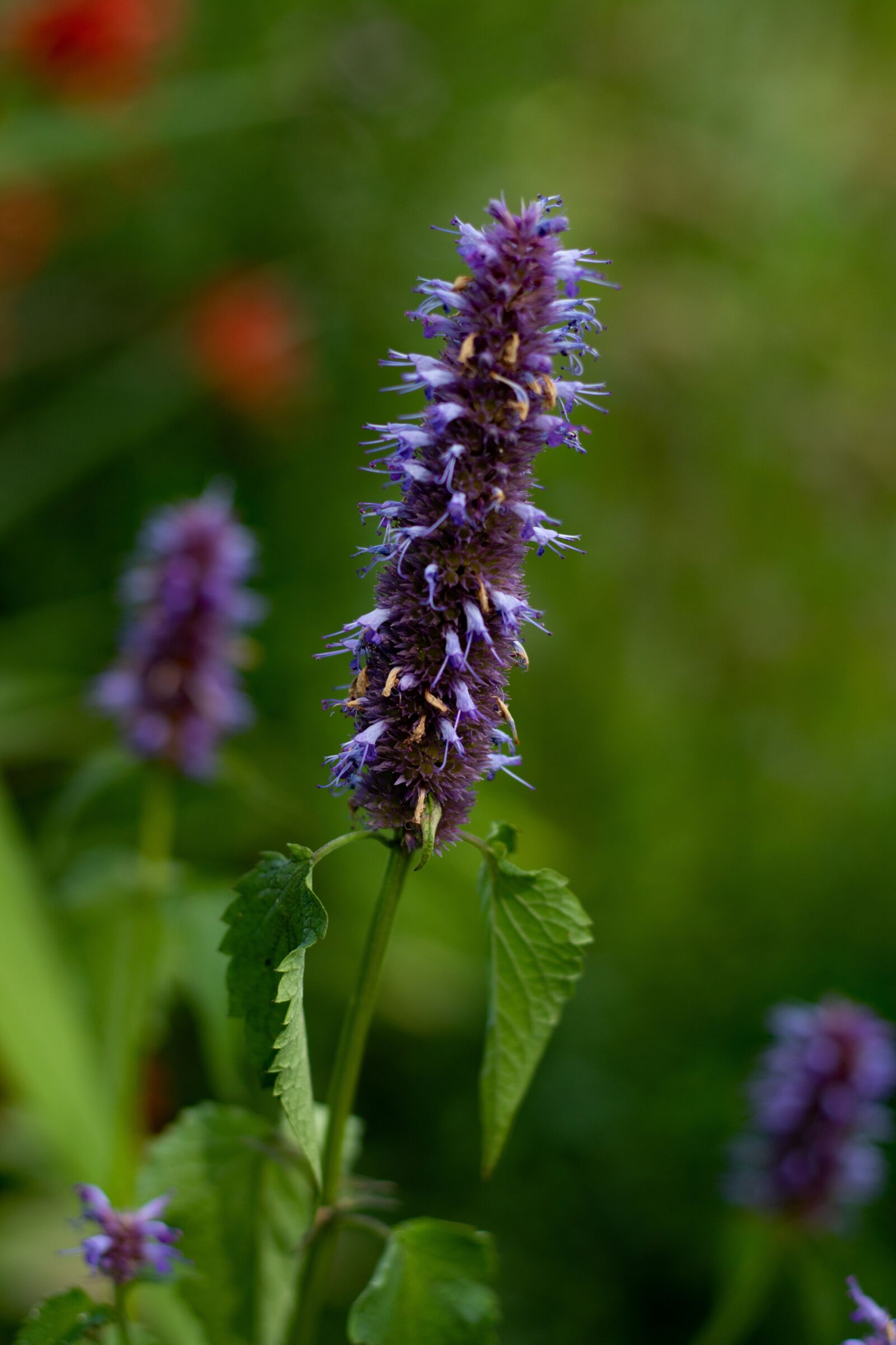 Canon EF 50mm F1.8 STM sample photo. Licorice plant, inflorescence, flowers photography