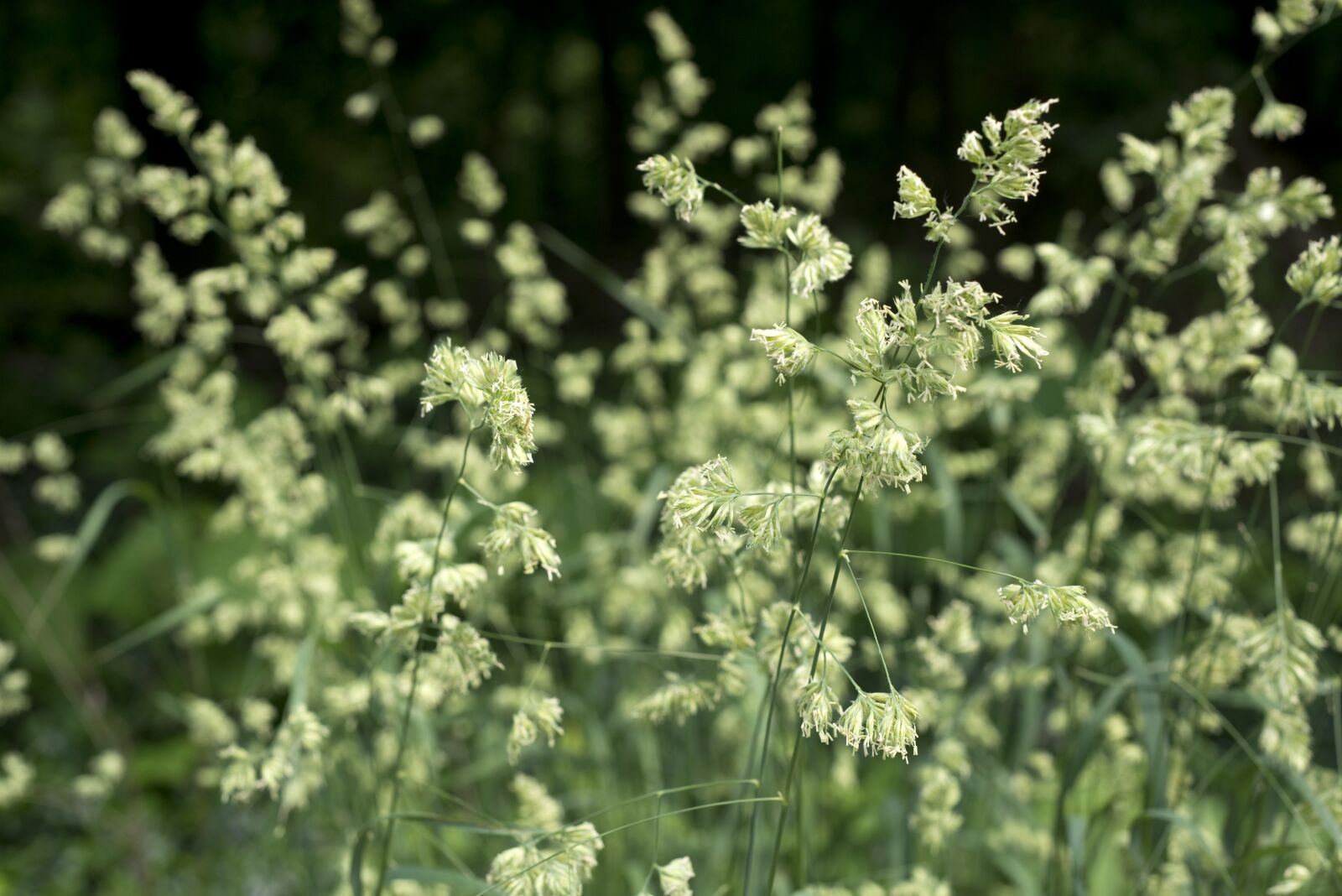Nikon D610 sample photo. Plants, nature, natural photography