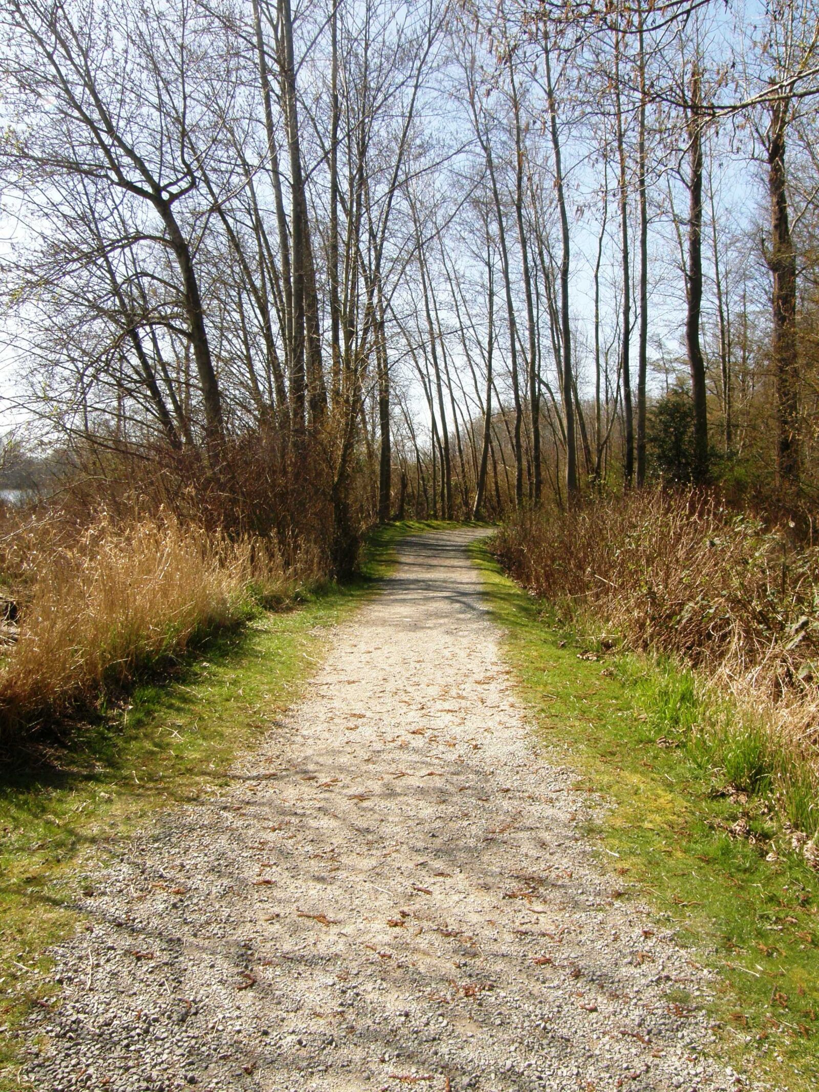 Olympus SP550UZ sample photo. Path, woods, forest photography