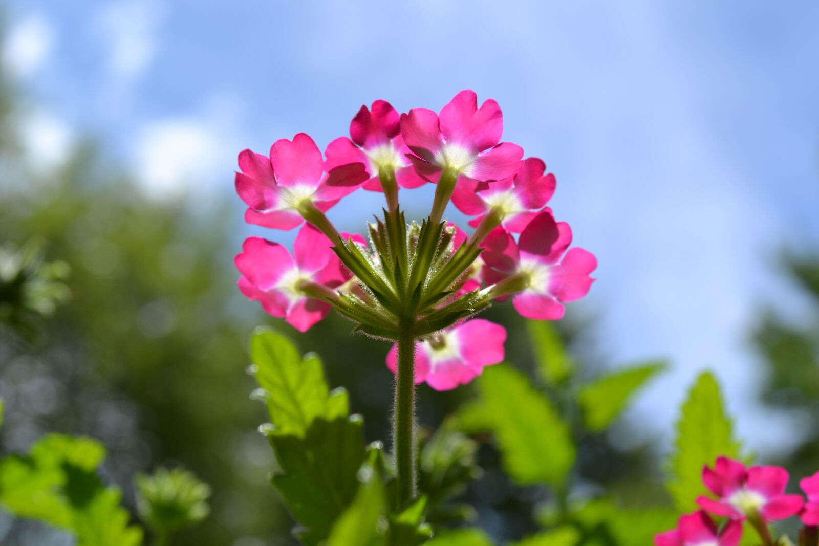 Nikon D3100 sample photo. Flower, bloom, nature photography
