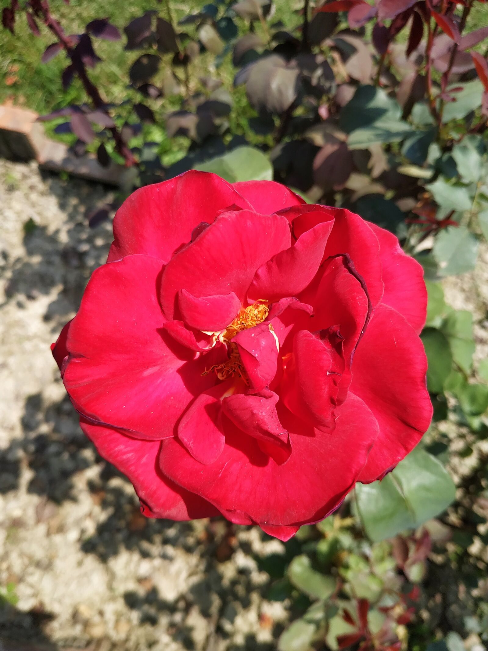 Xiaomi Redmi Note 6 Pro sample photo. Rose, plant, background photography