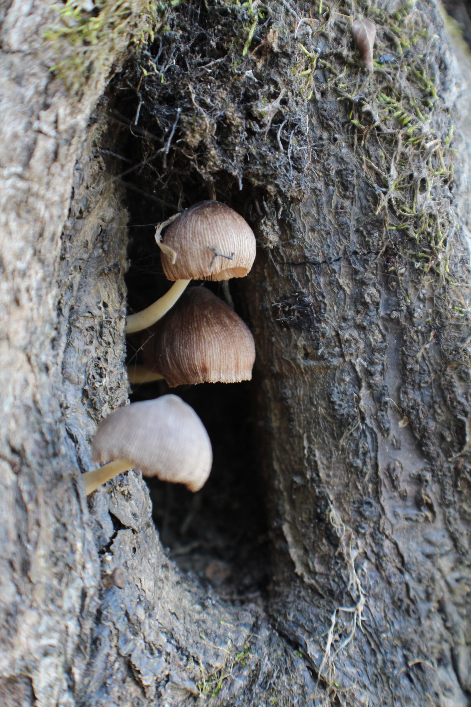 Canon EOS 650D (EOS Rebel T4i / EOS Kiss X6i) sample photo. Mushroom, fungus, plant photography