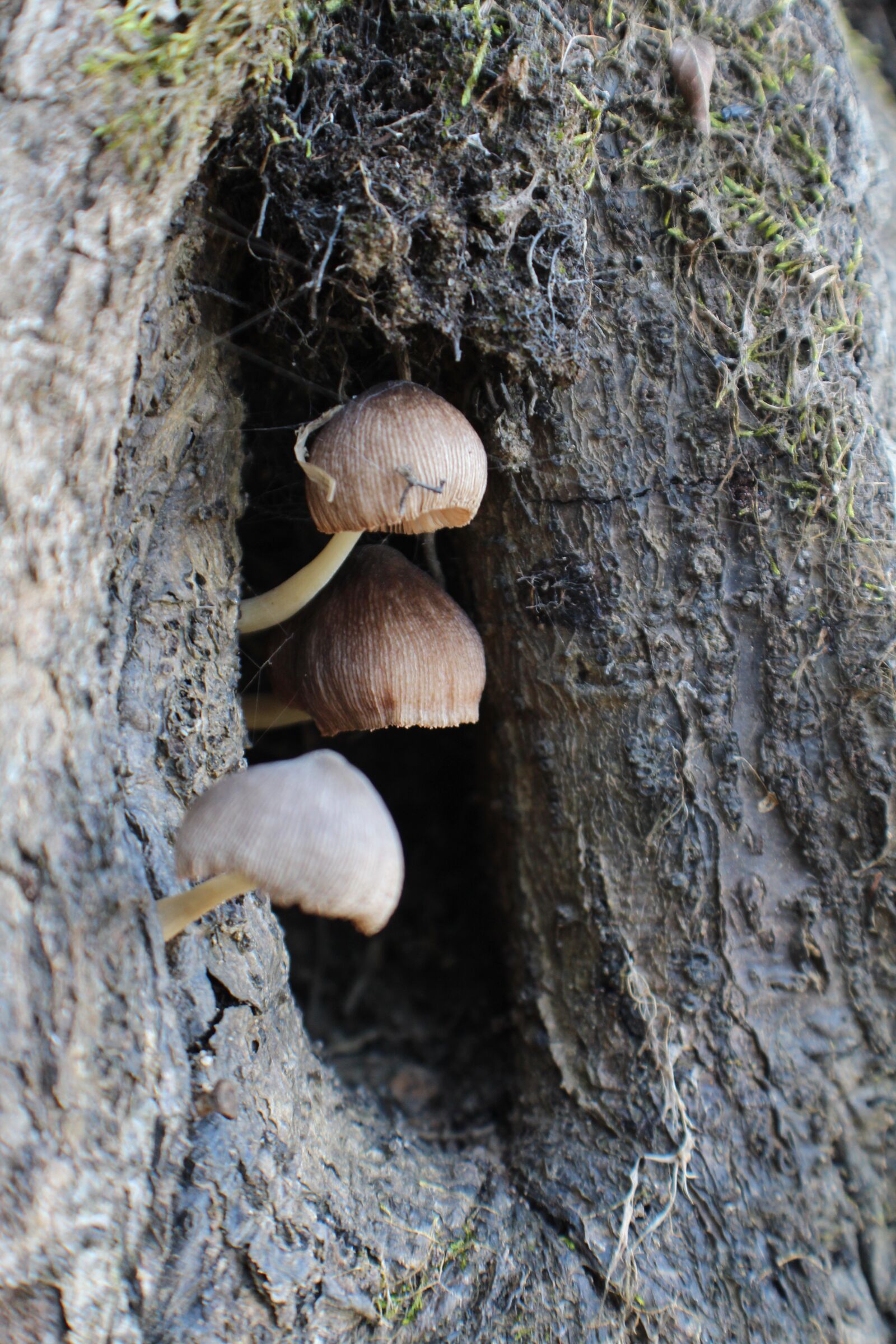 Canon EOS 650D (EOS Rebel T4i / EOS Kiss X6i) + Canon EF-S 18-55mm F3.5-5.6 IS II sample photo. Mushroom, fungus, plant photography