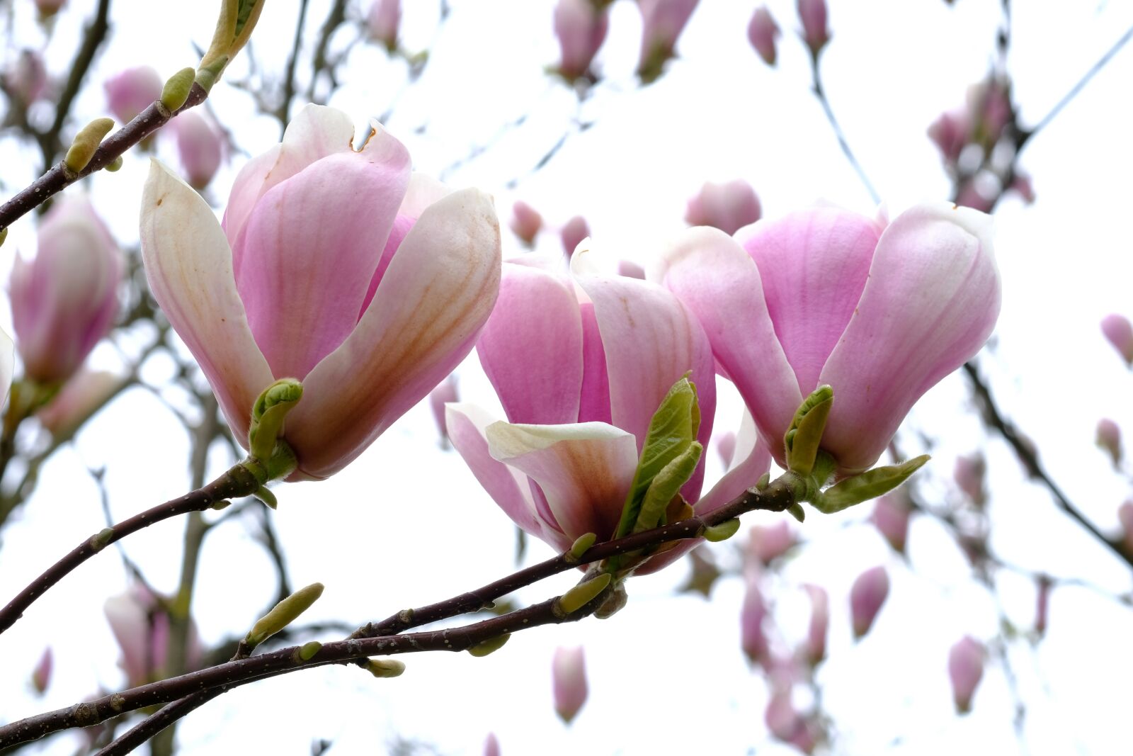 Fujifilm X-T20 sample photo. Magnolia flowers, magnolia, magnoliengewaechs photography