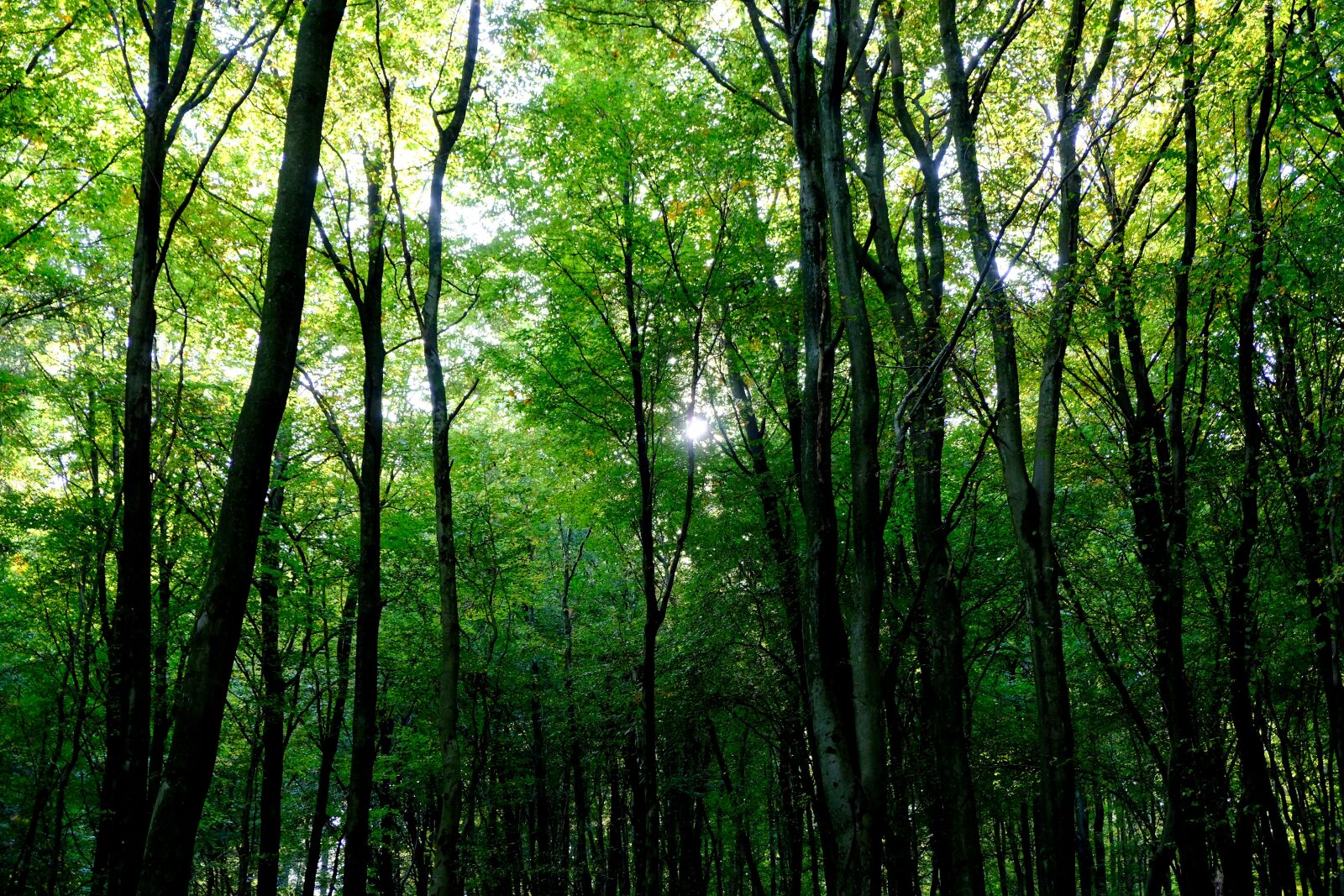 Fujifilm X-T20 sample photo. Forest, trees, nature photography