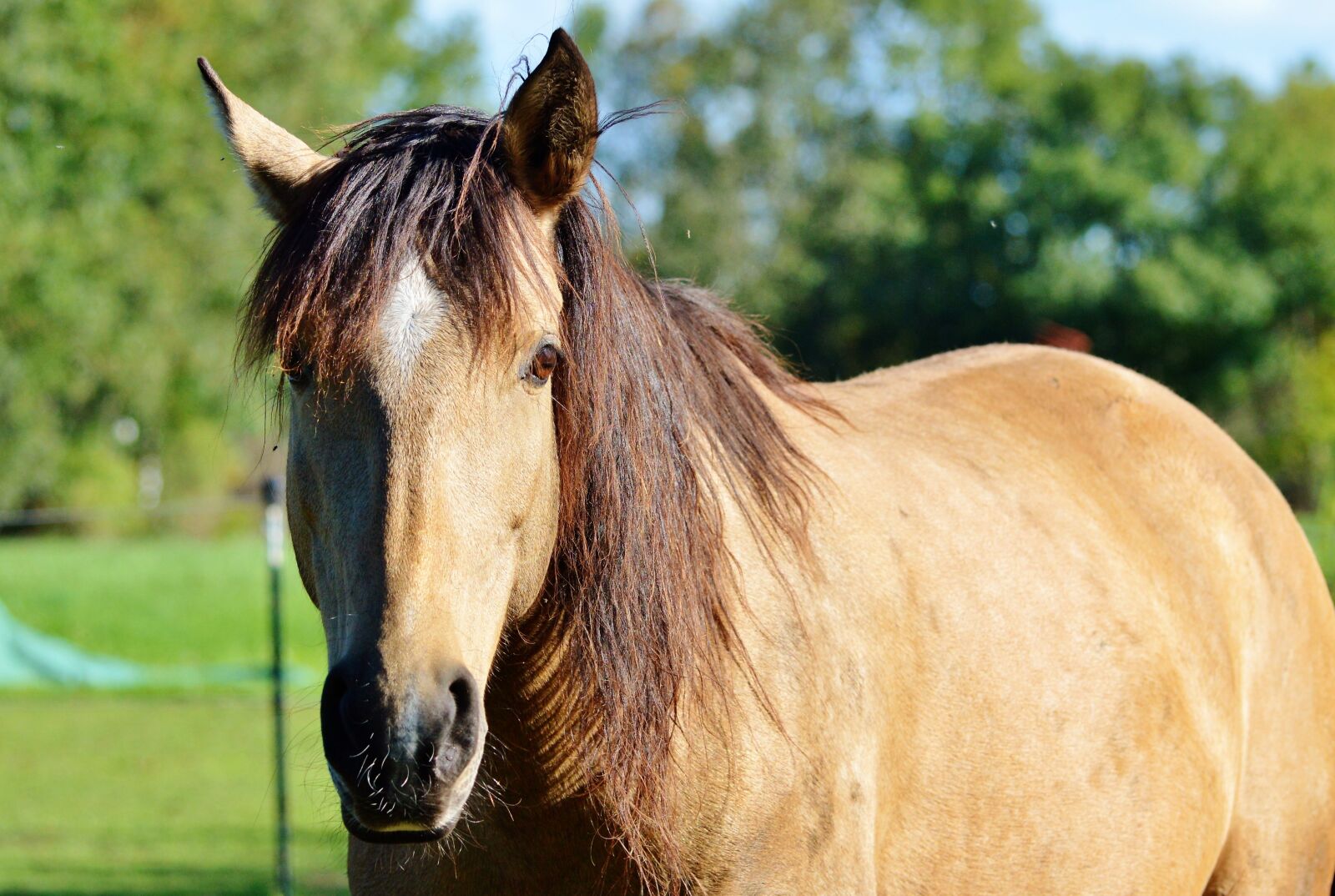 Nikon D3200 sample photo. Horse, ride, reiter photography