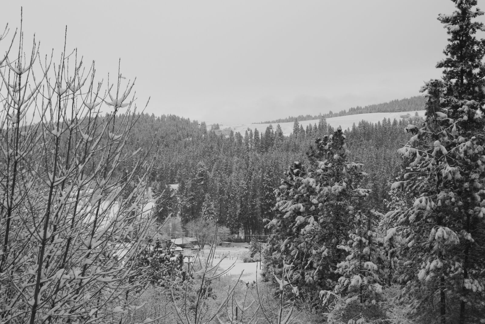 Canon EOS 1000D (EOS Digital Rebel XS / EOS Kiss F) sample photo. Winter, forest, snow photography