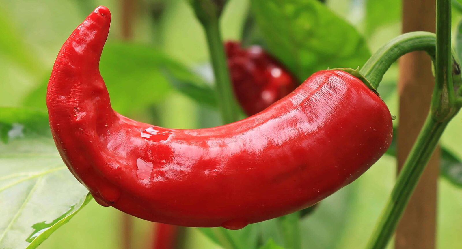 Canon EOS 550D (EOS Rebel T2i / EOS Kiss X4) sample photo. Red chili pepper, vegetable photography