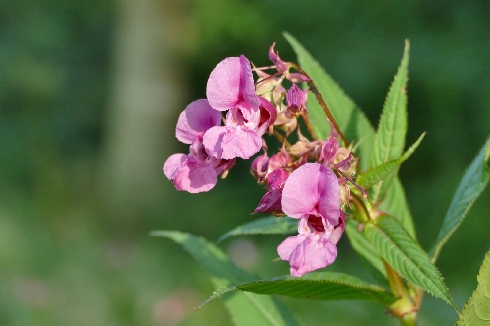 Panasonic Lumix DMC-FZ1000 sample photo. Himalayan balsam, impatiens glandulifera photography