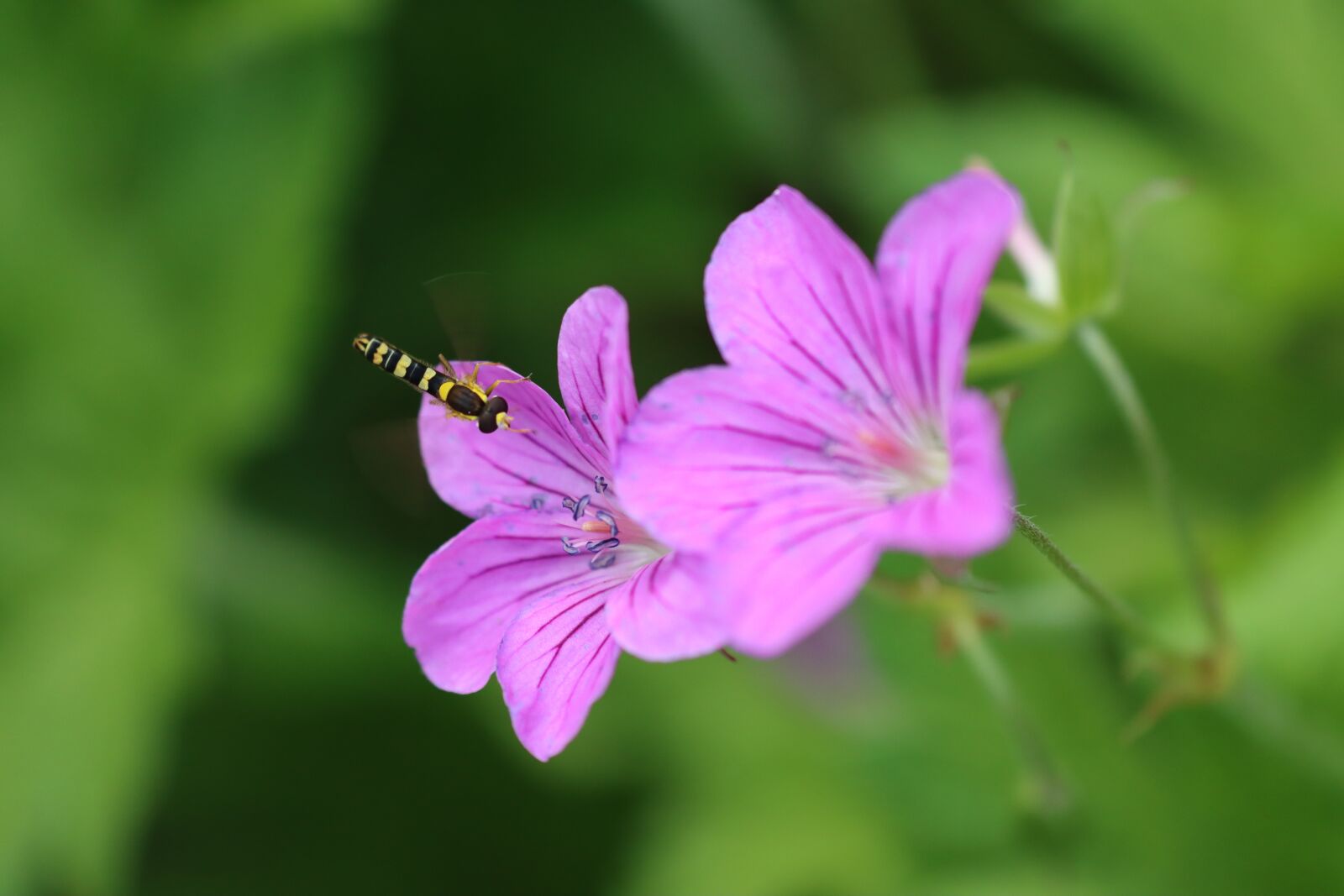 Canon EOS 90D sample photo. Hover fly, flower, pink photography