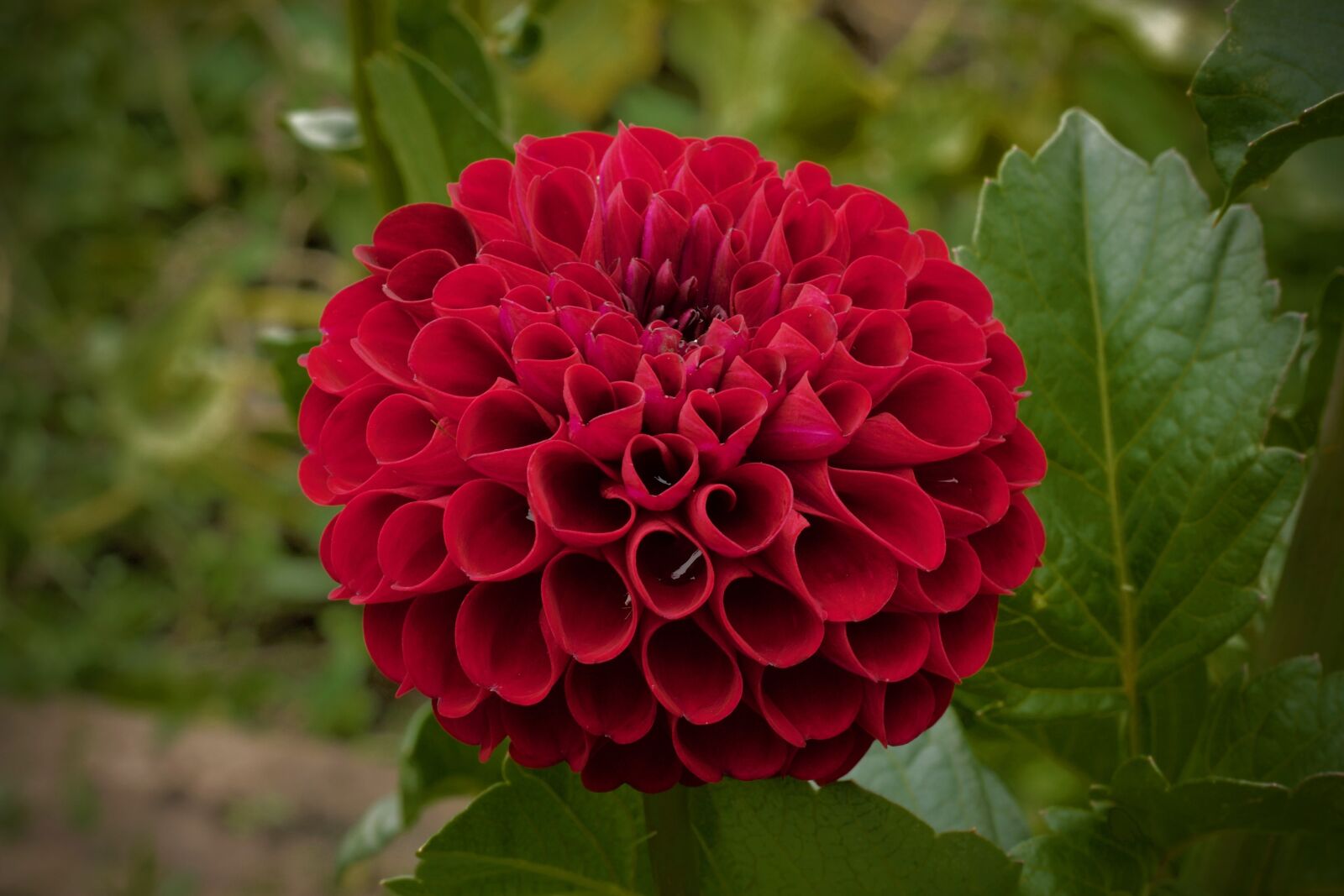 Canon EOS 1100D (EOS Rebel T3 / EOS Kiss X50) + Canon EF 50mm F1.8 STM sample photo. Flower, garden, red photography