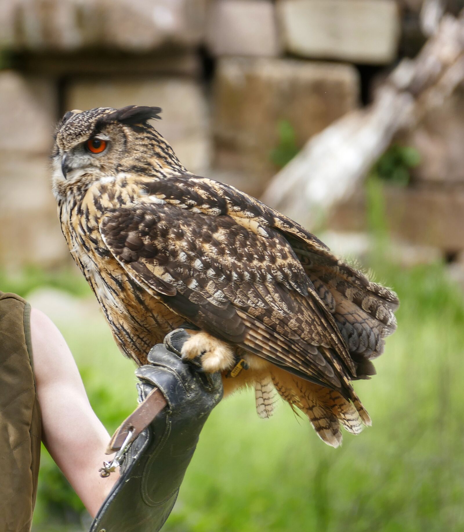 Panasonic Lumix DMC-FZ1000 sample photo. Eagle owl, bird, owl photography